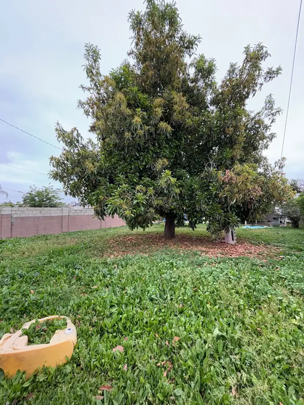 The backyard before construction began
